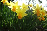 What’s On Spring 2016 – Berthlwyd Holiday Park