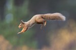 The Red Squirrels of St. David's
