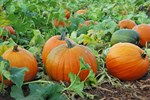 Pumpkin picking in North Wales