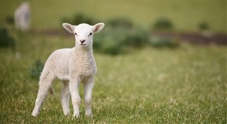 Easter lamb