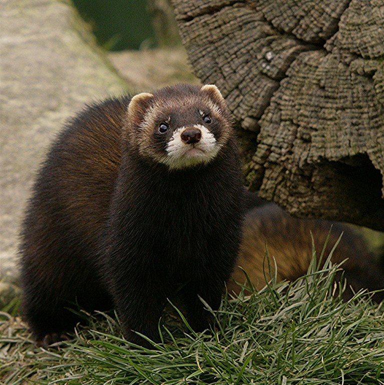 Polecat