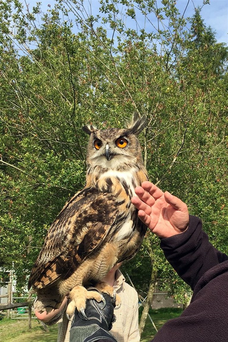 What To Do This Bank Holiday Weekend Around Coed Helen