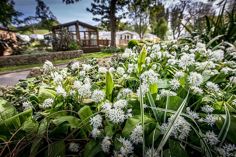 Photo of Coed Helen Holiday Park